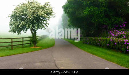 early morn foggy scene,post and rail fence with pathway, left hawthorn in full bloom, right pink rhododendron, grass, trees, background of dense fog Stock Photo