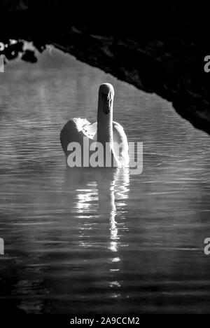 lone male swan, cob, swimming toward camera, black and white, with reflections on the water surface, Stock Photo