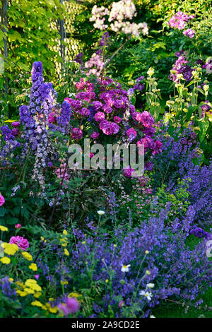 cottage garden,rose,roses,delphinium,yarrow,lupin,nepeta,blue,red,pink,yellow,flowers,garden,gardens,RM Floral Stock Photo