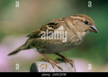 HOUSE SPARROW (Passer domesticus). Hen or female bird. Sexually dimorphic. Perching on the back of a garden seat. Stock Photo
