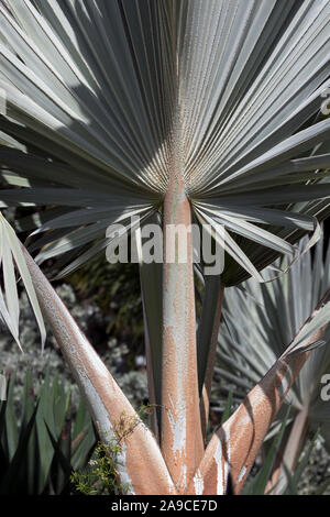 Bismarckia nobilis - silver-blue bush palm Stock Photo
