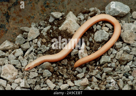ALBINO SLOW WORM ( Anguis fragilis). Lacking melanin pigment. conspicuous and vulnerable to to predators. Found in North Wales. Stock Photo
