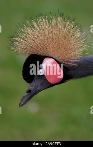 BLACK or WEST AFRICAN CROWNED CRANE (Balearica pavonina pavonina). Stock Photo