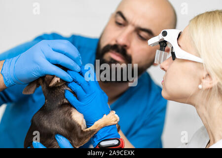 Professional veterinary examination of a dog’s teeth. Pet health. Stock Photo