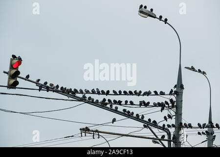 Pigeons on the traffic lights in Moscow Stock Photo