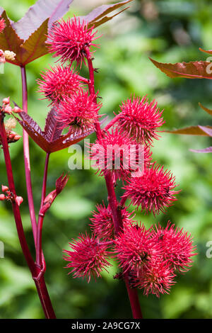 Castor Oil Plant Palma Christi close up Stock Photo