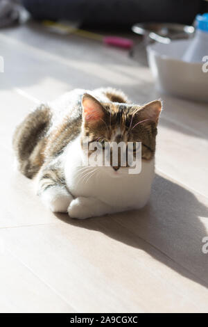 Calico cat getting some sun, relaxing on the floor, indoors Stock Photo