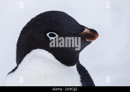 Close-up portrait of Adelie Penguin head staring at camera in Antarctica with ice and snow white background, Antarctic wildlife and seabirds Stock Photo