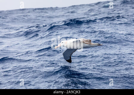 Wandering Albatross gliding at low altitude above ocean water surface, largest wingspan of all birds provides efficient flight, seabird foraging in Dr