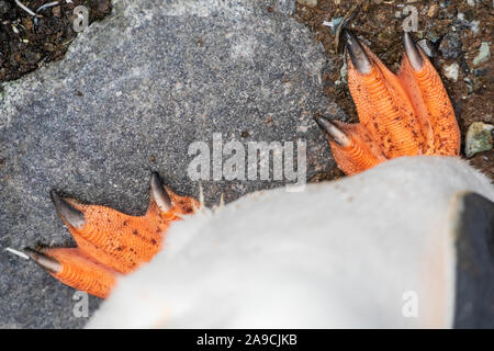 Penguin feets close-up POV in Antarctica, unique point of view of belly and legs of seabird standing on stone, Antarctic Peninsula Stock Photo