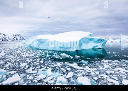 Iceberg with blue ice and covered by snow in Antarctica, scenic frozen landscape in Antarctic Peninsula