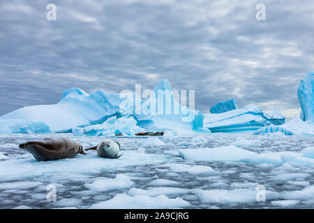 Amazing frozen landscape from Antarctica with Crabeater seals resting on icebergs and staring at camera, blue ice and stunning wildlife in Antarctic P Stock Photo