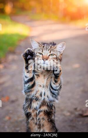 Domestic cat for a walk in the autumn park. Home pet. Cat and autumn. Bengal cat kitten. Dark cat with stripes. Stock Photo
