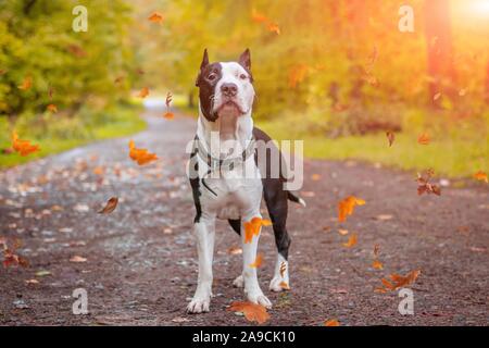 Amstaff dog on a walk in the park. Big dog. Bright dog. Light color. Home pet. Dog on a background of greenery. Black and white Stock Photo