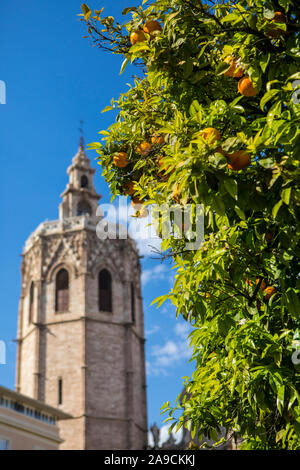 A beautiful view of orange trees with Torre del Micalet, the bell tower of Valencia Cathedral, in the background, in the historic city of Valencia, Sp Stock Photo