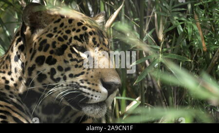 JACKSONVILLE, GA, USA- OCT, 23, 2017: close up side view of a male jaguar lying down- editorial only Stock Photo