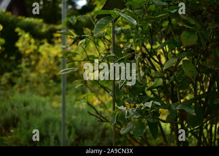 close up of rose hip leaves and thorn in a park garden in summer during sunset Stock Photo