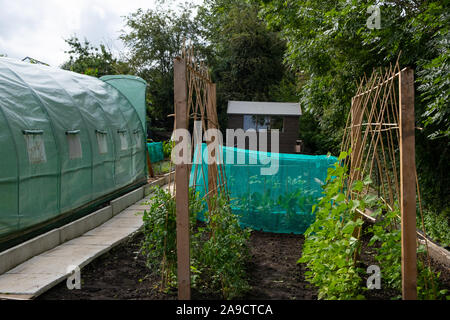 Well tended allotment in Yorkshire growing peas and beans and cabbages Stock Photo