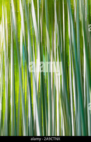 Abstract blurred bamboo forest background Stock Photo