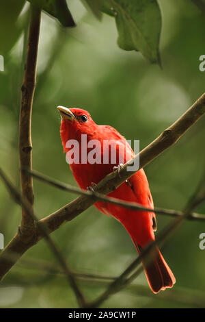 Migratory bird Summer Tanager, Piranga rubra, spotted in the tropics, Venezuela world migratory bird day Stock Photo