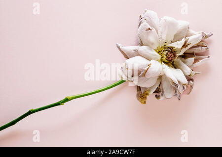Dried pink rose with long stem on pink background , macro lens Stock Photo