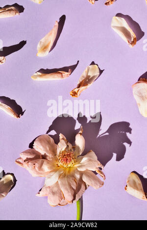 Dried pink rose on purple  background with  petals  all around , beautiful shadows ,macro lens Stock Photo