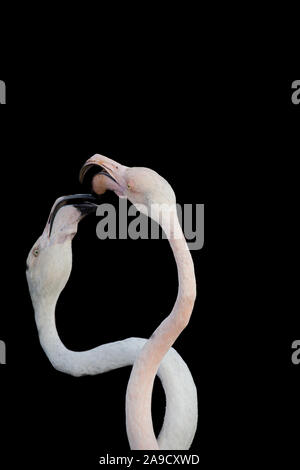 Couple of Great flamingos fighting with long necks isolated on a black background Stock Photo