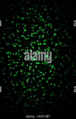 dark green background texture for design Stock Photo