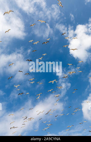 Flock of seagulls in flight, Gibraltar Stock Photo