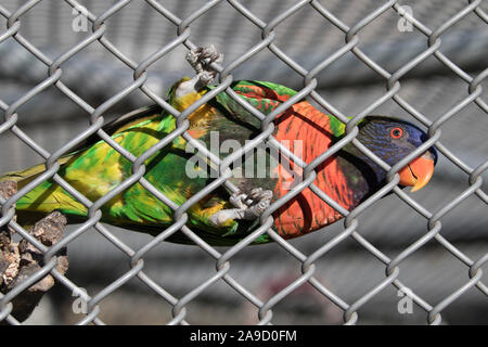 Rainbow Lorikeet are related to cockatoos,parrots and corellas and are found throughout Australia Stock Photo