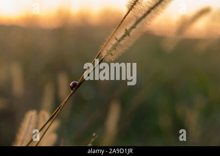 A lone ladybug descends a stem of a foxtail weed. Fall colors on background. Includes text or copy space. Stock Photo
