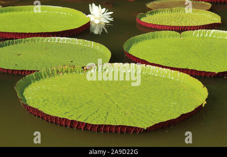Giant floating leaves of Victoria cruziana aquatic water plant with in Pantanal Brazil Stock Photo