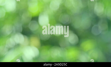 Defocused abstract nature background with green leaves and bokeh lights, natural blurred bokeh background from leaf and trees Stock Photo