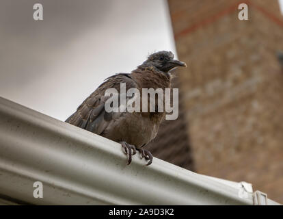 Baby Pigeon perched on white roof Stock Photo