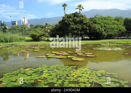 A view of the bohemian area of Bellas Artes in Caracas city with skyscrapers and vegetation, from Botanical Garden Central Park Stock Photo