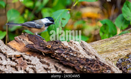 A chickadee is standing on bark from a fallen tree, on the edge of a wooden bench. The length of its body is seen, along with its profile, as it looks Stock Photo