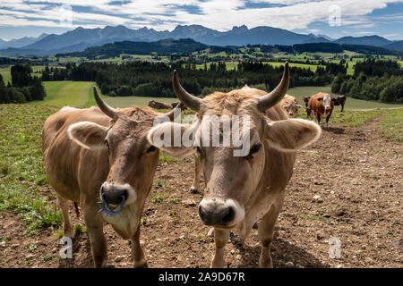 Herd of cows in the Allgäu region, Alps in the background Stock Photo