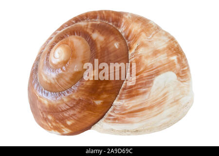 One sea shell isolated against white background Stock Photo