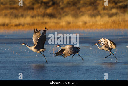 Three Sandhill Cranes begin a running takeoff from an ice covered waterway on a cold winter morning in New Mexico. Stock Photo