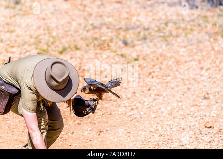 A ranger holds a Peregrine Falcon during a bird show at Alice Springs Desert Park, Northern Territoty, Australia Stock Photo