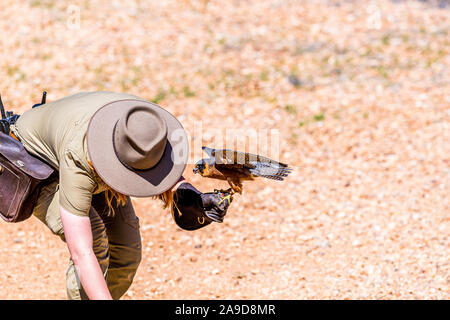 A ranger holds a Peregrine Falcon during a bird show at Alice Springs Desert Park, Northern Territoty, Australia Stock Photo