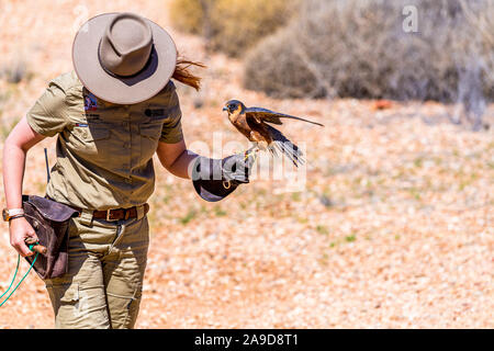 A ranger holds a Peregrine Falcon during a bird show at Alice Springs Desert Park, Northern Territoty, Australia Stock Photo