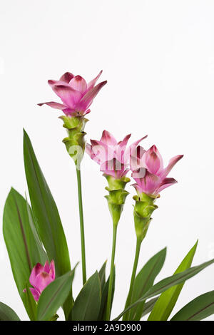 Turmeric, flowers, Ayurveda Stock Photo