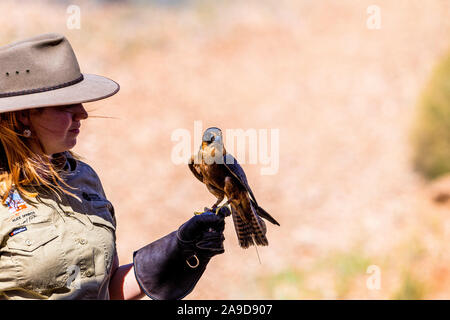 A ranger holds a Peregrine Falcon during a bird show at Alice Springs Desert Park, Northern Territoty, Australia Stock Photo