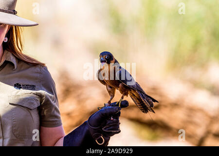 A ranger holds a Peregrine Falcon during a bird show at Alice Springs Desert Park, Northern Territoty, Australia Stock Photo