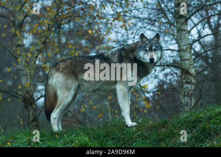 Grey captive Northwestern Wolf (Canis Lupus Occidentalis) also known as a Timber Wolf at the UK Wolf Conservation Trust in Beenham, Berkshire. Stock Photo