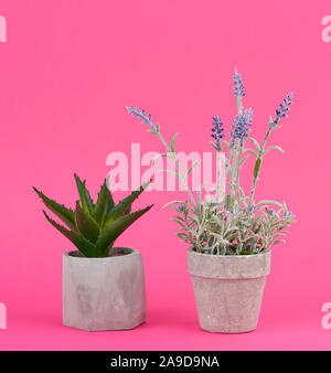 gray ceramic pot with a growing bush of lavender and aloe on a pink background Stock Photo