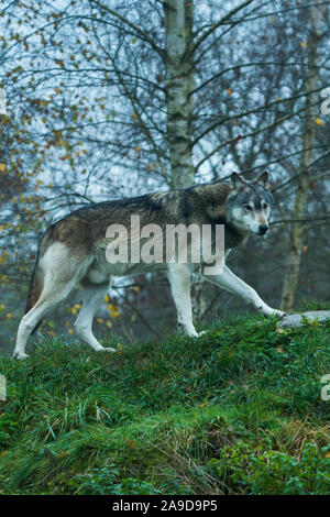 Grey captive Northwestern Wolf (Canis Lupus Occidentalis) also known as a Timber Wolf at the UK Wolf Conservation Trust in Beenham, Berkshire. Stock Photo