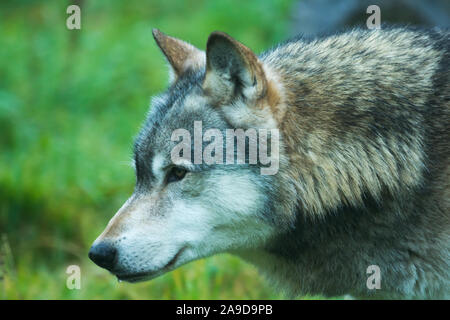 Grey captive Northwestern Wolf (Canis Lupus Occidentalis) also known as a Timber Wolf at the UK Wolf Conservation Trust in Beenham, Berkshire. Stock Photo