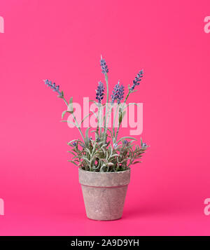 gray ceramic pot with a growing bush of lavender on a pink background, close up Stock Photo